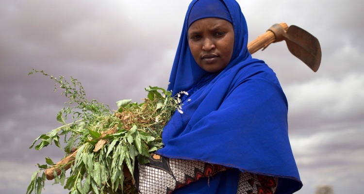 PAM/Karel Prinsloo. Une Somalienne déplacée élimine les mauvaises herbes dans une ferme en Somalie où des personnes déplacées plantent des tomates, des oignons et du maïs.