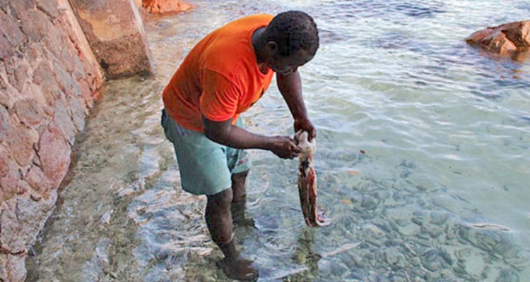 Dave Auguste, cleaning the day's octopus catch.