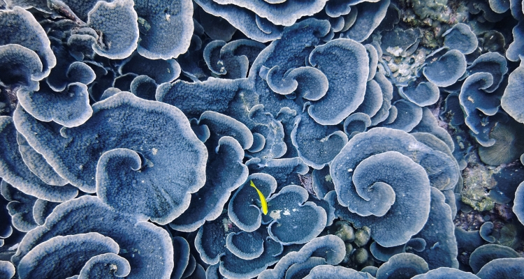 Coral in the waters off Seychelles