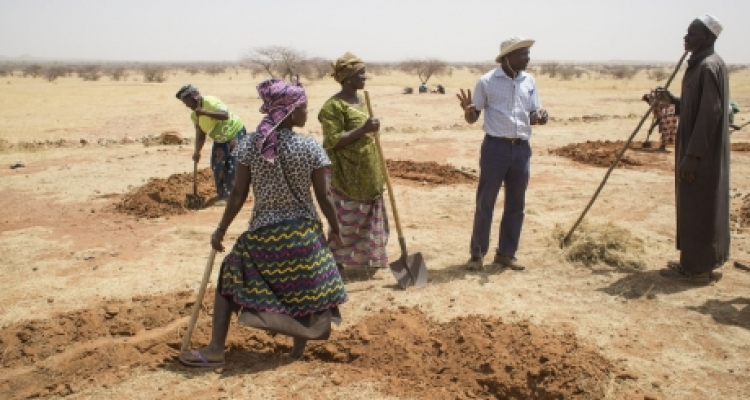 FAO land restoration expert, Moctar Sacande, learns from women digging half-moon dams by hand in Tera, Niger. 