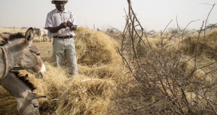 Farmers harvesting hay in Teja, Niger, grown as the result of rainwater harvesting.