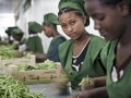 Young workers in Addis Ababa, Ethiopia, packing beans for export.     Panos/Sven Torfinn