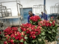 A worker moves boxes of roses from a trolley at the Maridadi commercial flower farm in Naivasha, Kenya. Photo: Panos/Sven Torfinn