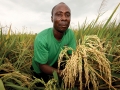 Rice farmer shows his rice crop which is ready for harvesting. Photo: Panos/George Osodi