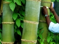 A farmer measuring the thickness of a bamboo tree in Madagascar. Photo: INBAR/Lou Yiping