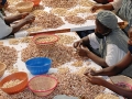 Cashew nut processing and production factory in Sotria B Sarl, Banfora, Burkina Faso.   Alamy/Joerg Boethling 