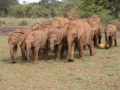 Baby elephants “play soccer” as they graze at the David Sheldrick Wildlife Trust in Nairobi, Kenya. Photo: AMO/Stephen Mudiari Kasabuli