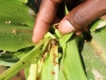 Fall armyworm feeding on maize in Malawi