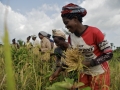 Women harvesting rice in Carysburg, Liberia.  Photo: Panos/Aubrey Wade