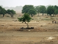 Dried-up riverbed outside Ougadougou, Burkina Faso. Photo: UN Photo/Kay Muldoon