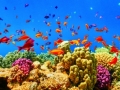 An underwater view of fishes and coral reef in the Red Sea near Marsa Alam, Egypt