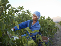 Female worker picking figs at plantation