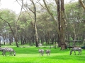 Une image du lac Naivasha dans le centre-sud du Kenya.