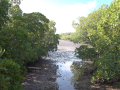 Restored Mangrove trees.