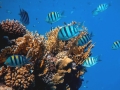 Red Sea reef