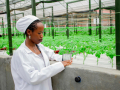 Clemence Uwamutarambirwa detecting temperature of potatoes in a greenhouse. 