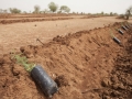 De jeunes plants prêts à être mis en terre dans un sol préparé grâce à une charrue Delfino à Djibo, 