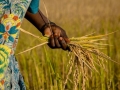 Food insecurity increases by 5–20 percentage points with each flood or drought in sub-Saharan Africa
