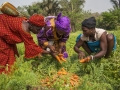 Des agricultrices