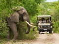 Elephant about to cross the road in front of a game drive in Kruger National Park. Photo: South Africa Tourism