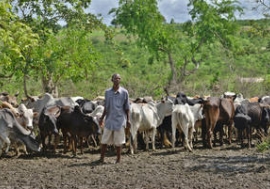 Au Kenya, un éleveur avec ses bœufs qui ont survécu à la sécheresse. Les deux tiers de son cheptel ont été décimés. Photo: FAO/Tony Karumba