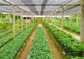 The African Agricultural Technology Foundation (AATF) and the African Union Development Agency-NEPAD (AUDA-NEPAD), have signed a collaboration agreement that will facilitate joint work towards building a market system for the commercialisation of research