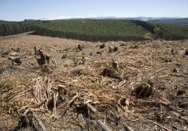 Logged plantation in KwaZulu-Natal, South Africa. Photo: AMO/David Larsen