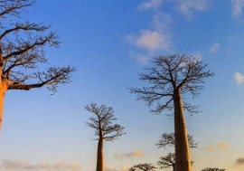 The African Orphan Crops Consortium (AOCC) is an international effort to improve nutrition, productivity and climatic adaptability of some of Africa’s most important food crops