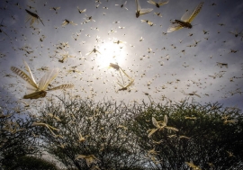 Desert Locust swarms in Kenya.