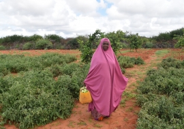 In the Somali region of Ethiopia, recurring droughts and locust invasions were already threatening food security. With COVID-19, the socio-economic impacts being felt across Ethiopia are wide-ranging and serious, with the potential to become severe, the r