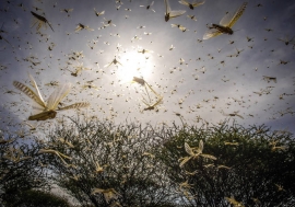 A swarm of Desert Locusts in Samburu County, Kenya