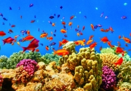 An underwater view of fishes and coral reef in the Red Sea near Marsa Alam, Egypt