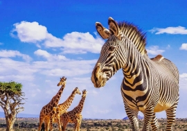 A zebra and three giraffes