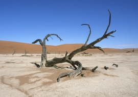 Effect of climate change. A dead tree in Namibia’s Namib desert. Photo: World Bank/Philip Schuler