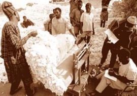 Cotton farmers in Burkina Faso: World prices are depressed.  Photo : ©Jorgen Schytte