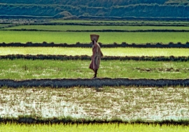 Rice farming in Madagascar