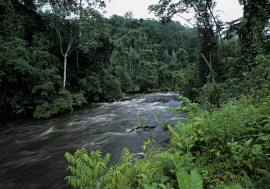 FORÊT TROPICALE HUMIDE. BASSIN DU CONGO OCCIDENTAL, GABON