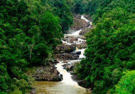 Parc national de Ranomafana, Madagascar