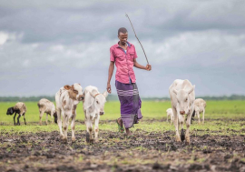Farmers and herders vie for access to land and pasture.