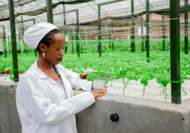 Clemence Uwamutarambirwa detecting temperature of potatoes in a greenhouse. 