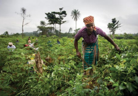 Cassava farming in Liberia: Women’s rights to land must be legally recognized.