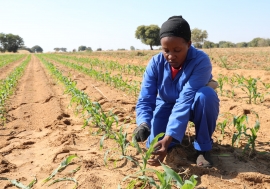 Maize field in Namibia.