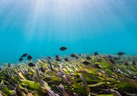 Parrotfish in seagrass, in the waters off Zanzibar, Tanzania.