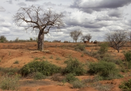 Arid landscape in Kenya's Eastern province.