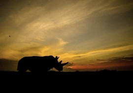 Les rhinocéros blancs mâles du Nord ont disparu en 2018.