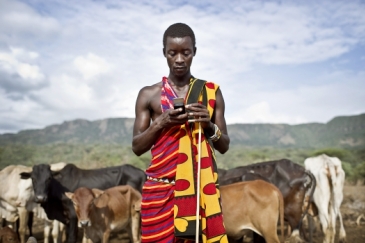 A Kenyan teacher checks his mobile phone while guarding his cattle. Photo: Panos/Sven Torfinn