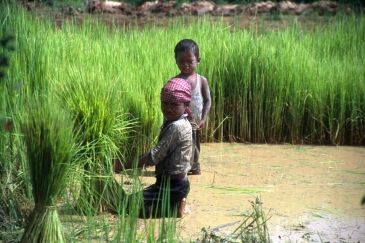 Child labour on family farms should be addressed in an appropriate and context-sensitive way that respects local values and family circumstances. Photo: FAO/J. Thompson