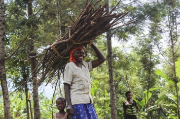 Les techniques de récolte durables, telles que la coupe des branches mortes plutôt que l’abattage d’arbres entiers, assurent la récupération des forêts naturelles et permettent de sauver des variétés d’arbres indigènes de l’extinction. © PNUD Ouganda