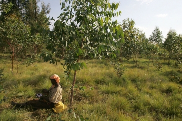 来自布隆迪的林业活动家恩济吉因帕（Leonidas Nzigiyimpa）因其保护本国森林、改善社区生活的努力而获得2019年旺加里·马塔伊（Wangari Maathai）森林卫士奖。©粮农组织图片/Giulio Napolitano