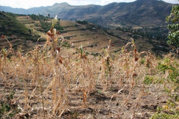 West Hararghe region, Ethiopia, December 2015. Some 10.2 million people are food insecure amidst one of the worst droughts to hit Ethiopia in decades.